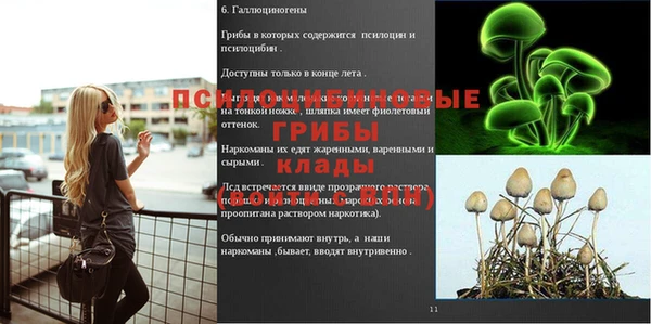 гашик Алексин